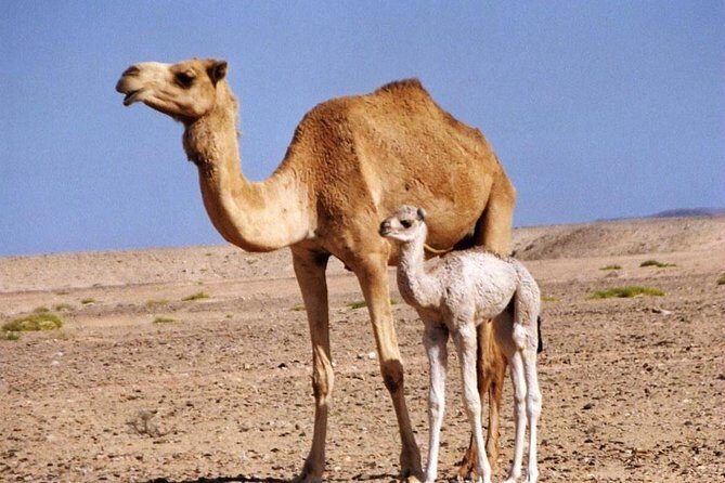 Wahiba Sands and Desert Safari from Muscat - The in-between stops: Al Mansfah ruins and Sumail Gap views