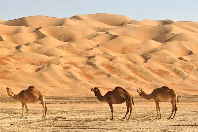 Wahiba Sands and Desert Safari from Muscat - Who this desert safari is best for