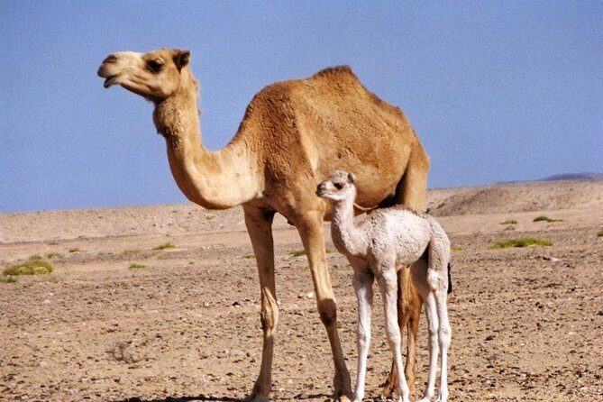 Wahiba Sands&Wadi Bani Khalid desert Safari(Muscat tours) - What’s Included Day-to-Day: Water, Fees, and the Missing Piece (Lunch)