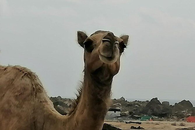 Where Sea Meets Rock: A Scenic Journey to West Salalah’s Shores - Hidden Beach by coastal tracks: short time, big payoff
